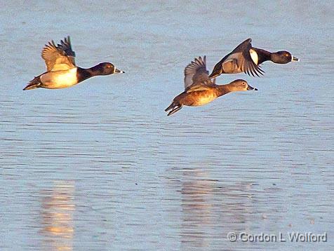 Ducks In Flight_24676B.jpg - Ring-necked Ducks (Aythya collaris) photographed along the Rideau Canal Waterway at Kilmarnock, Ontario, Canada.